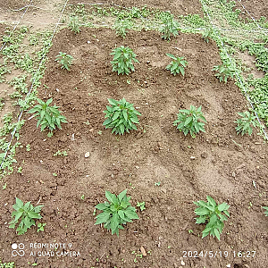 Micronutrients trial research in  chilli.